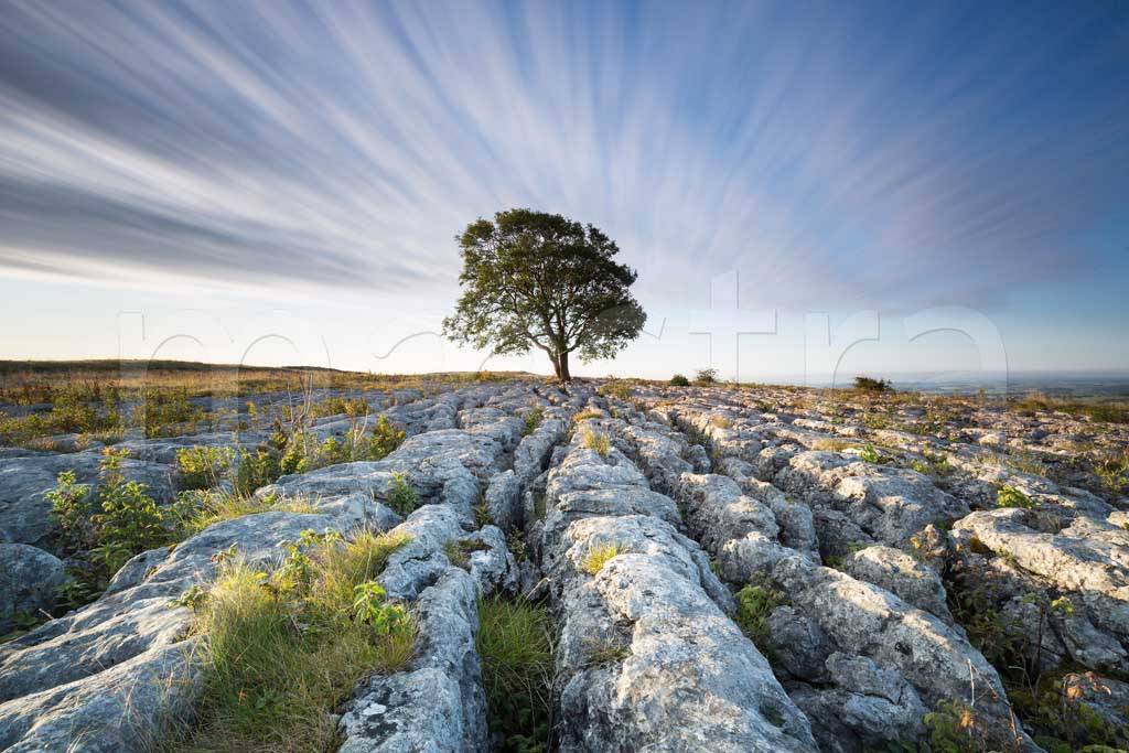 Фотообои Англия дерево в горах